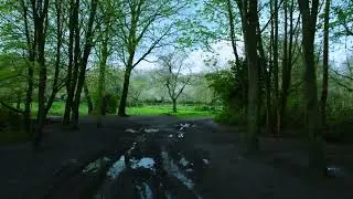 Whiskers and Wonders of the Forest Floor