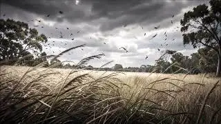 Strong Wind Blowing Sound Effect | Powerful Gust Audio
