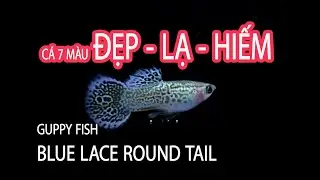 TOP 10 C&Aacute; 7 M&Agrave;U LAI TẠO by Langtu02; 04- BLUE LACE ROUND TAIL