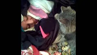 CAT Attacks My FACE | Stuck in Laundry Cocoon | Real Family Vlog