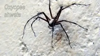 Oxyopes shweta