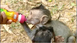 Update Poor Orphan Baby Monkey Dustin Get Full Milk Extra From Our Team.