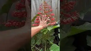 Pagoda Plant Clerodendrum panniculatum