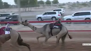 R1 8 3 2025H الشوط (1) العزرة  السيد/ حميد محمد بالشر الخاطري