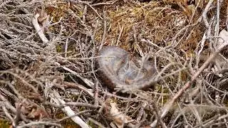 Birth of a baby adder