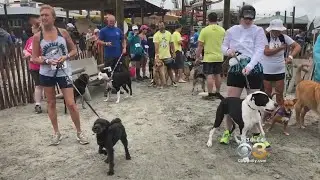Day For The Dogs Down, Pet Friendly Event In Wildwood