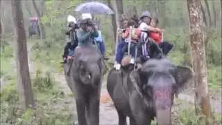 Elephant or hathi safari at chitwan national park, Nepal