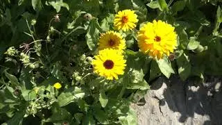 A Meadow Brown Butterfly in Slow Motion