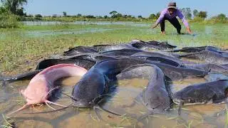 Extreme Catfish Harvest in Shallow Water! Big Catfish Everywhere! Ultimate Village Fishing Day!