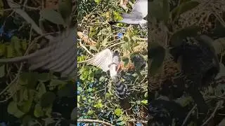 goshawk attack weavers' nests