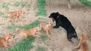 Rottweiler vs 7 dogs real fight Rottweiler stands his ground. Rottweiler fight#Rottweiler#Fight#dog