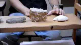 Fossil preservation
