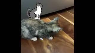 Cat Companionship