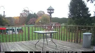 Such a cute grey squirrel working the table. Fall foliage in the back deck trailcam 20231104
