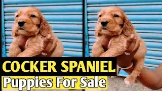 Pune dog market | Pune Dog Kennel | Pune dog Shop | Pune dog sale | Pune dog breeders | Pune Dogs |