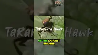 Jawdropping Wasps That Can Paralyze Tarantulas Natures Shocking Predators