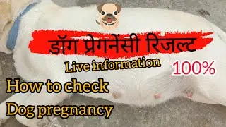 Day 45 ||आसानी से कैसे पता करें फीमेल डॉग प्रेग्नेंट हुई या नहीं| Easy way to check pregnancy in dog