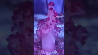 Prickly soft coral 🔥#coralcabin #softcoral #nonphotosynthetic #dendronephthya #musthave