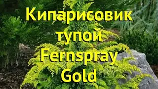 Кипарисовик тупой Фернсрей голд. Краткий обзор, описание chamaecyparis obtusa Fernspray Gold