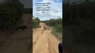 Hunting leopard in yala national park #wildlife #yala #nature
