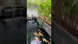 MINIMALIST KOI POND WITH BEAUTIFUL JAPANESE KOI