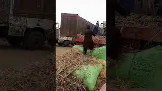 Dangerous Cow Unloading #2023 #cow #cattlefarm #dangerous #bull #farmanimal #goat #cattles #camel