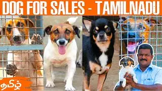 Dog For Sales | Puppys Sale | Dog Kennels in Tamilnadu | Jack Russel Terrier in tamil | Vlog Tamizha
