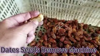 Palm Dates Seeds Remove Machine Price  #dates #process