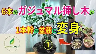 第５回ガジュマル絡め幹盆栽製作①【Green Day’ｓ】2025年12月21日 ガジュマル６本の挿し木を１本の幹にする方法をご紹介致します。