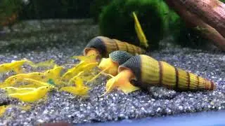 Golden Rabbit Snails in shrimp tank. Please subscribe