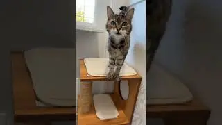Looking for a luxury cat boarding resort? Look no further! www.purrfectcabins.ca