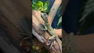 Hydrosaurus Amboinensis hatchling.