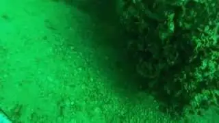 Spearfishing Sharjah - Spangled Emperor (Shar'ri)