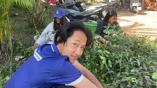 เด็ดใบมะกรูด