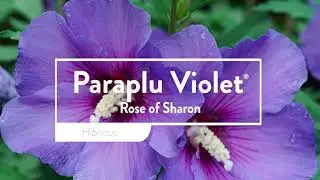 30 Seconds with Paraplu Violet®
