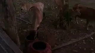 Cows drink water from a jug😘
