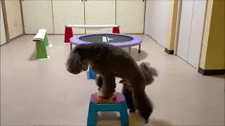 犬の訓練動画です♪Dog Training Movie1371♪