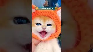 Cute cate l cate cuteness #shorts #viralvideo #video #viralshorts #trending