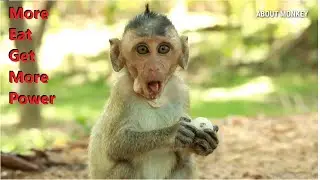 Orphan Baby Monkey Dustin He Get More Eat Get More Power COS No Milk Drink