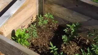 Growing Tomatoes in a Cold Climate