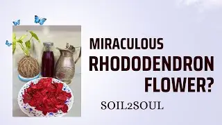 Benefits of Buransh flowers | Rhododendron flowers juice 😋 | बुरांश जूस के फायदे #rhododendron