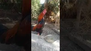 Assel cock