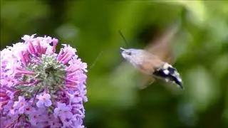 Duehale, Macroglossum stellatarum