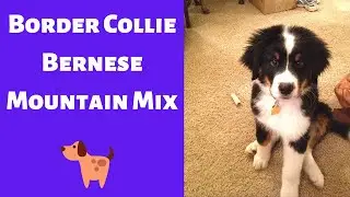 All about the Border Collie Bernese Mountain Mix (Bordernese) | Is this mix-breed a family dog?