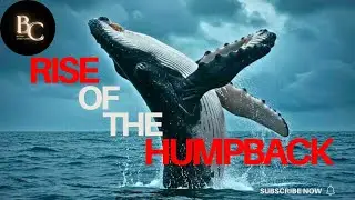 Not Just Big, But Brilliant! Discover the Humpback Whale