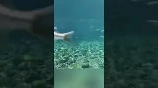 Balneario los Amiales, Coquimatlan Colima