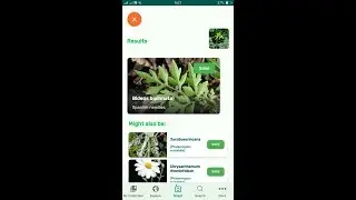 PlantSnap identifies a Spanish needles (Bidens bipinnata)