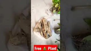 vegetables and flower free Plant for society | #2022  #shorts #viral #trendy #freeplant #summerfood