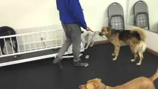 NYC Dog Training class transformation - DctK9