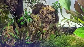 10gal shrimp & endlers tank